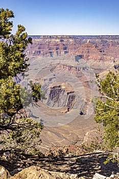 The two trees frame the massive Grand Canyon