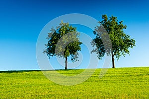 Two trees in a green field with a clear blue sky in the background