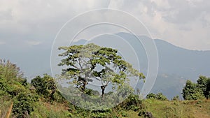 Two trees in a green meadow against the background of the silhouette of the mountains under a gray sky.
