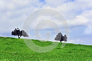 Two trees on a green meadow with blue sky, landscape