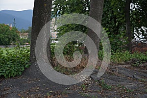 Two trees growing in a sidewalk covered by bitumen or asphalt. The growing tree roots deform the asphalt cover causing cracks and