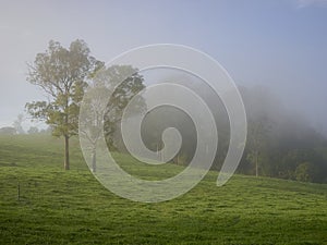 Two trees on hill of rural meadow with Mist and Fog