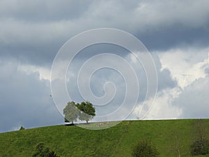 Two trees inseparable despite the storm, a sign of fidelity.