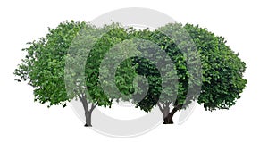 Two trees isolated, a couple of evergreen leaves plant die cut on white background with clipping path