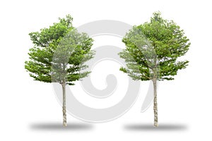 Two Trees on a isolated white background