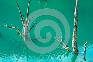 Two trees in the lake