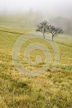 Two trees in the meadow