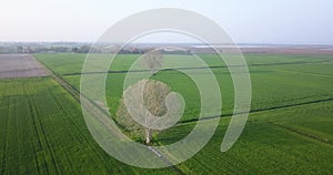 Two trees in the middle of the green fields