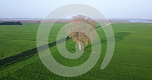 Two trees in the middle of the green fields