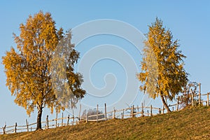 Two Trees near a Fence in Autumn