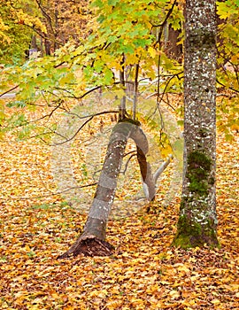 two trees, one is bent by the wind