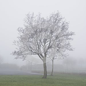 Two Trees in park fog and mist in wilderness woodlands