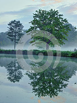 Two trees by a pond with morning fog