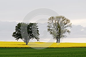 Two trees in the rape field