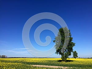 Two trees on rapeseed spring field landscape