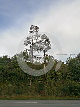 Two trees beside a road