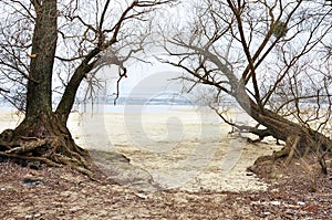 Two trees with roots