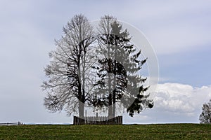 Two trees silhouette on the horizon.