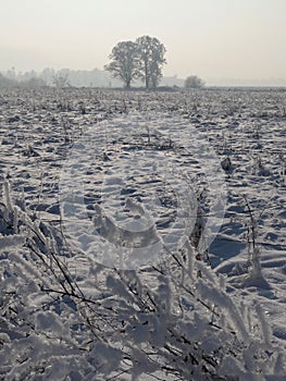 Two trees on snowy field