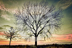 Two trees at the top of hill with colorful sunset.