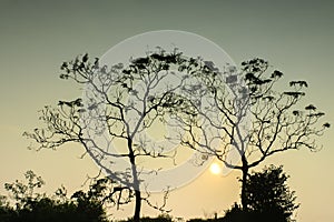 Two trees in the water reflection