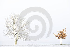 Two trees in white winter fog scene for peace tranquility and mindfulness