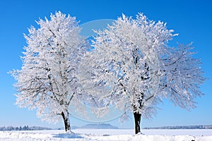 Two trees in winter