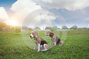 Two tri-color beagle dogs are sitting on the grass field after playing,selective focus