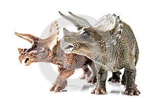 Triceratops on white background