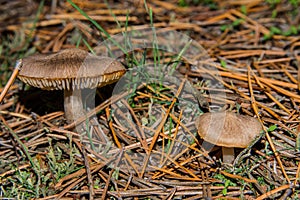 Two tricholoma triste mushrooms grow in a pine forest. Mushrooms close up. photo