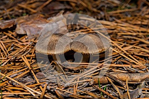 Two tricholoma triste mushrooms in a pine forest in coniferous needles. Mushrooms close up. Soft selective focus. photo