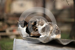 Two tricolor cats grey and black sitting on the old roof in sunny spring day. Side view