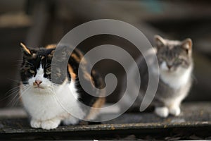 Two tricolor cats sitting on the old roof