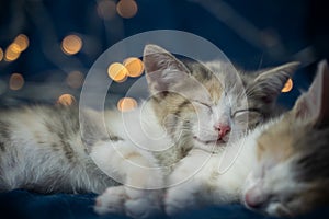Two tricolor kittens are sleeping on the background of New Year& x27;s yellow lights. A perfect gift for a winter holiday