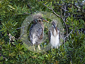 Two Tricolored Heron Fledglings in the Nest