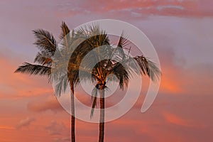 Two tropic palms against the sky on sunrise