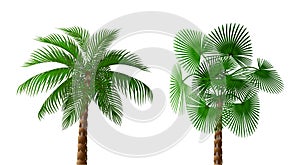 Two Tropical lush dark green palm trees of different types. illustration