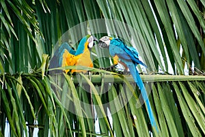 Two tropical Macaws, parrots playing and fighting in a tree.