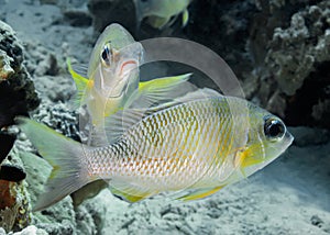 Two tropical silver fish with yellow spots and yellow fins Cardinalfish