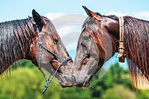 Two trotter horses looks to each other