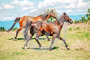 Two trotter horses runs over a meadow