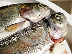 Two trout fish on a white plate. Fresh edible fish close-up. Shiny scales on the body, transparent eyes of the fish. High in omega