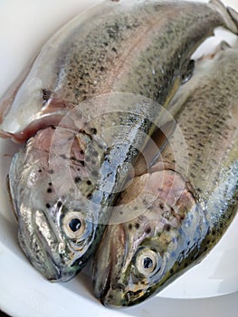 Two trout fish on a white plate. Fresh edible fish close-up. Shiny scales on the body, transparent eyes of the fish. High in omega