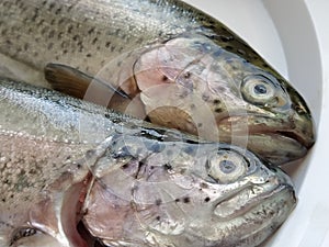 Two trout fish on a white plate. Fresh edible fish close-up. Shiny scales on the body, transparent eyes of the fish. High in omega