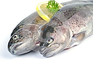 Two trouts