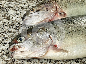 Two trouts, closeup