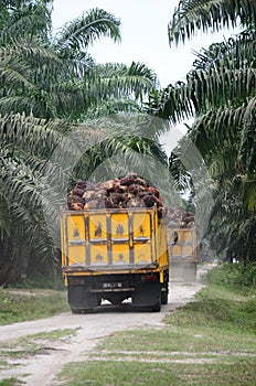 Two trucks loaded with oil palm fruits bunches in the plantation.