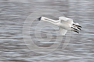 Two Trumpeter Swans (Cygnus buccinator) Fly By