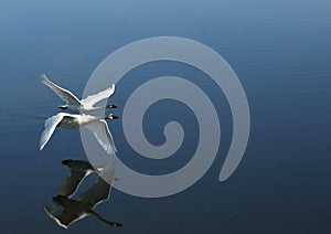 Two trumpeter swans flying by