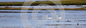 Trumpeter Swan, Cygnus buccinator